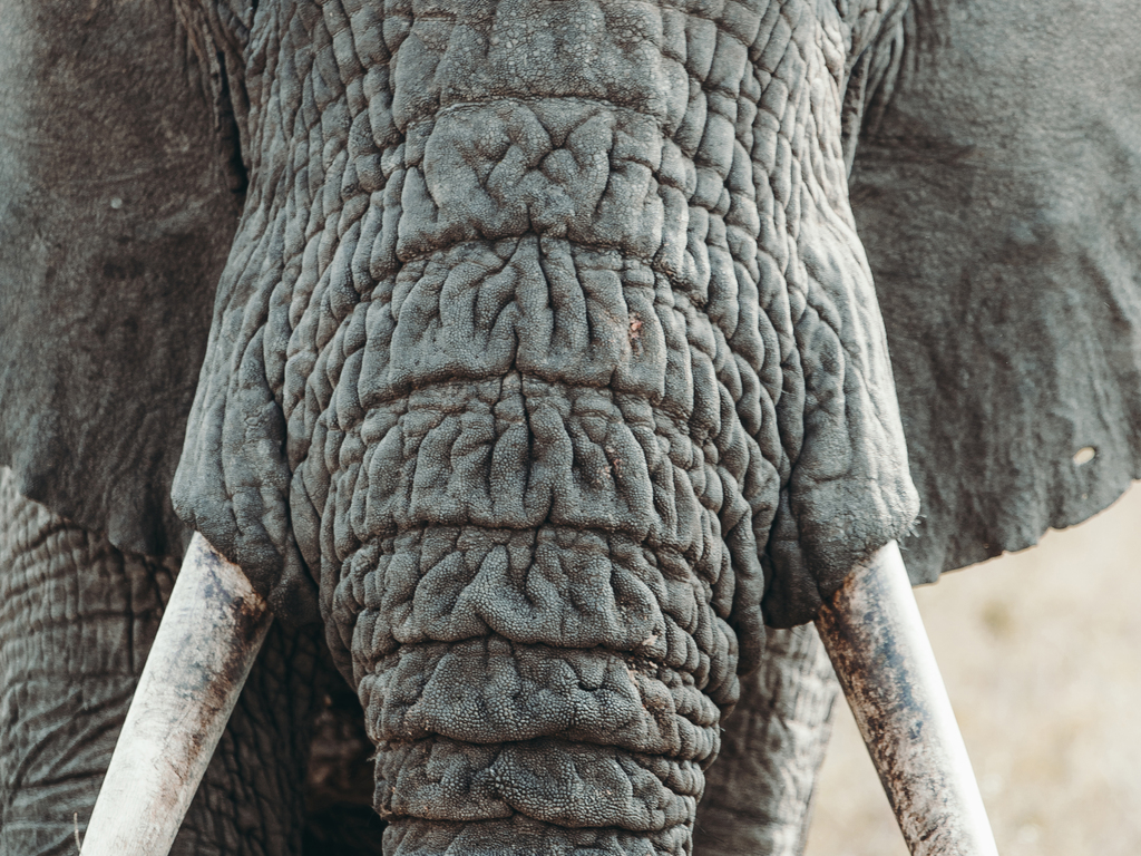 Ultimate Great Migration Safari: A Private Journey